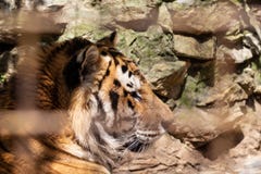 Portrait of bengal tiger face in profile inside a cage